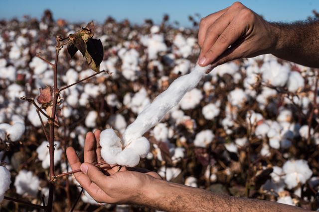 Mão puxa algodão em plantação - Metrópoles