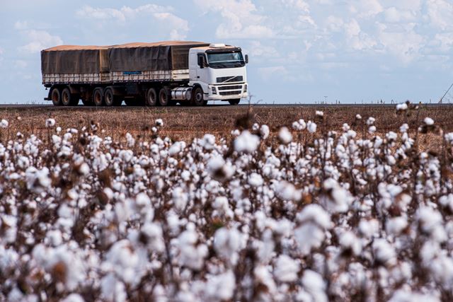 Caminhão ao fundo de plantação de algodão - Metrópoles