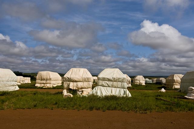 Pilhas de algodão em fazenda no Mato Grosso - Metrópoles