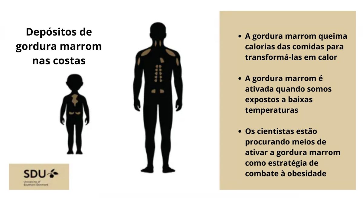 Gráfico mostra depósitos de gordura marrom nas costas de criança e de adulto